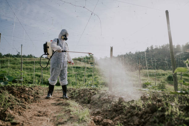 Wasp Removal Services in Alum Creek, WV