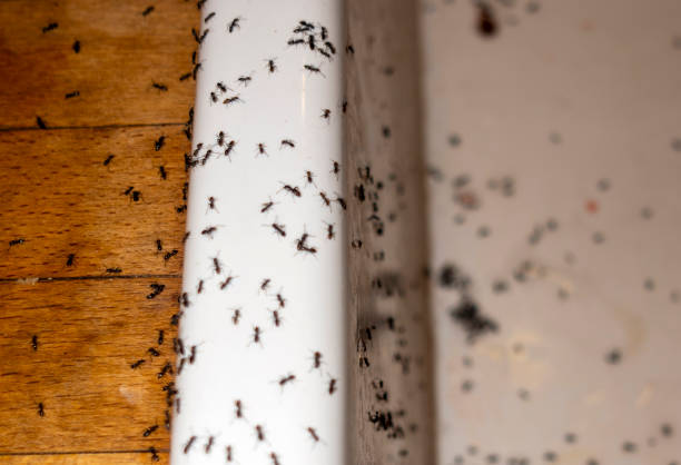 Best Residential Pest Control  in Alum Creek, WV