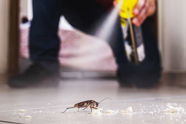 Best Local Pest Control Services  in Alum Creek, WV
